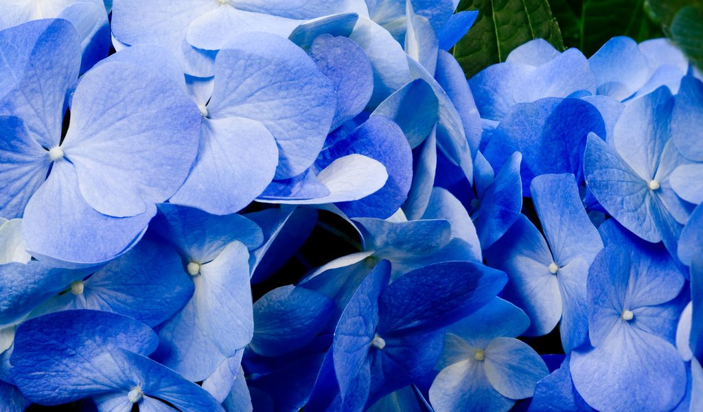 Обои цветы, лепестки, голубые, best wallpapers, гортензия, крупным планом, flowers, petals, blue, hydrangea, closeup разрешение 1920x1200 Загрузить