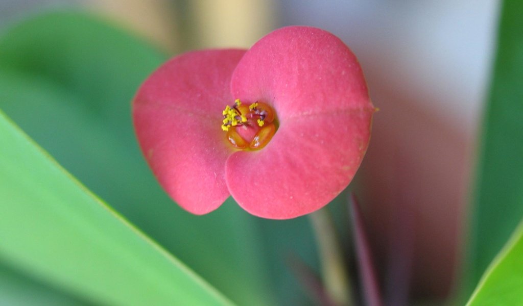 Обои макро, цветок, красный, молочай, молочай миля, macro, flower, red, euphorbia разрешение 1920x1200 Загрузить