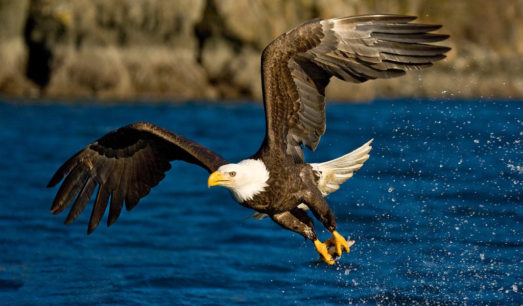 Обои вода, полет, крылья, брызги, орел, птица, water, flight, wings, squirt, eagle, bird разрешение 1920x1200 Загрузить