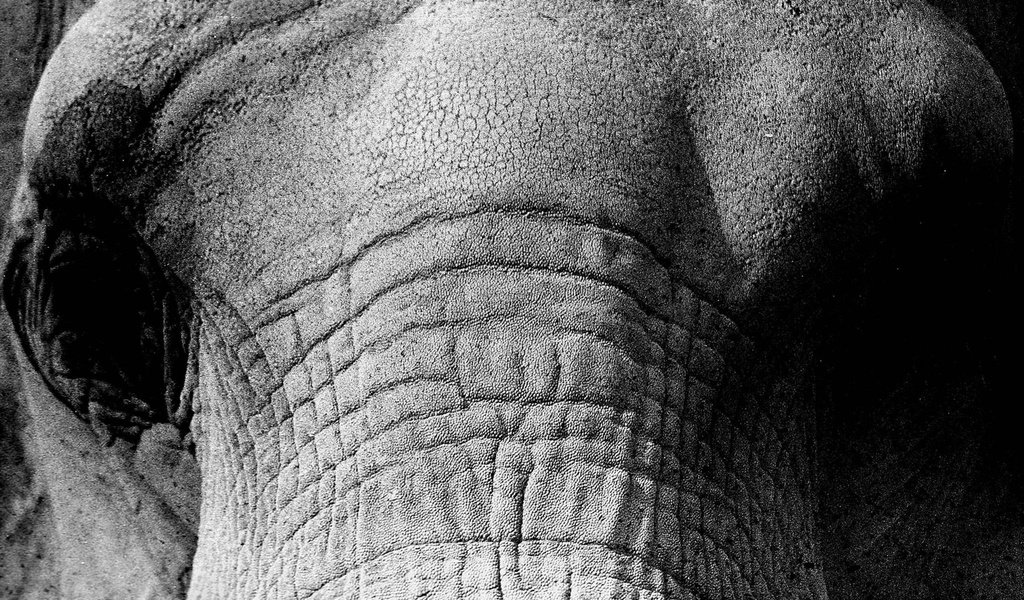 Обои слон, чёрно-белое, крупным планом, elephant, black and white, closeup разрешение 2048x1280 Загрузить