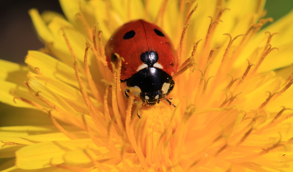 Обои жук, насекомое, цветок, божья коровка, одуванчик, beetle, insect, flower, ladybug, dandelion разрешение 1920x1200 Загрузить