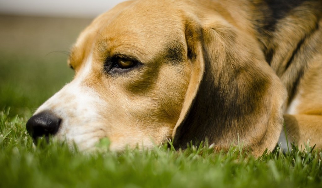 Обои трава, собака, лежит, бигль, грустная собачка, grass, dog, lies, beagle, sad dog разрешение 1920x1200 Загрузить