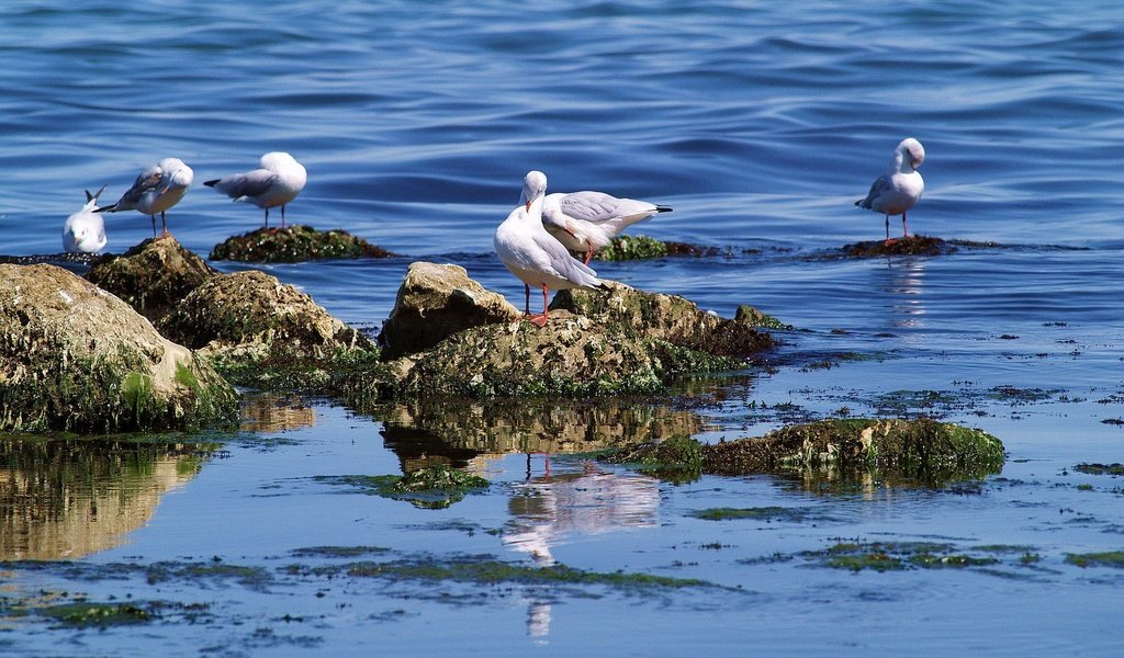 Обои вода, камни, море, птицы, чайки, water, stones, sea, birds, seagulls разрешение 1920x1200 Загрузить