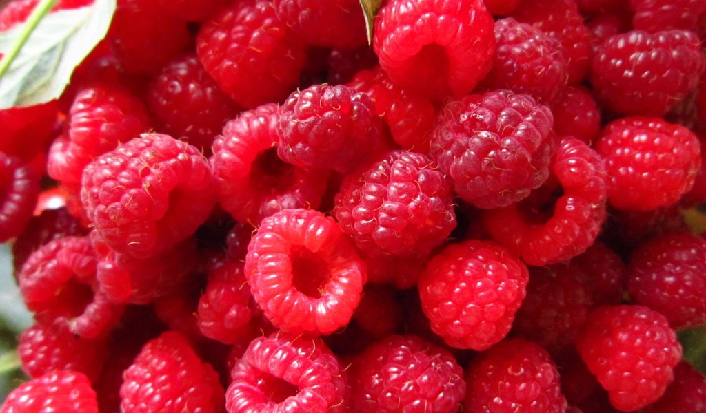 Обои малина, ягода, красная, спелая, много, raspberry, berry, red, ripe, a lot разрешение 1920x1440 Загрузить