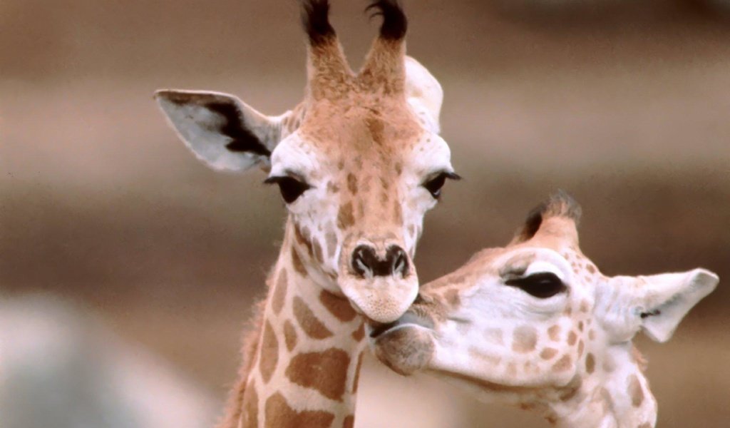 Обои жираф, жирафы, рожки, шея, giraffe, giraffes, horns, neck разрешение 1920x1200 Загрузить