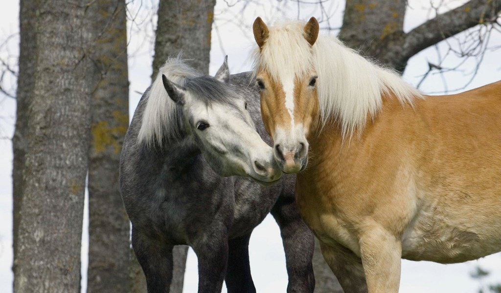 Обои лошади, нежность, две, horse, tenderness, two разрешение 1920x1200 Загрузить