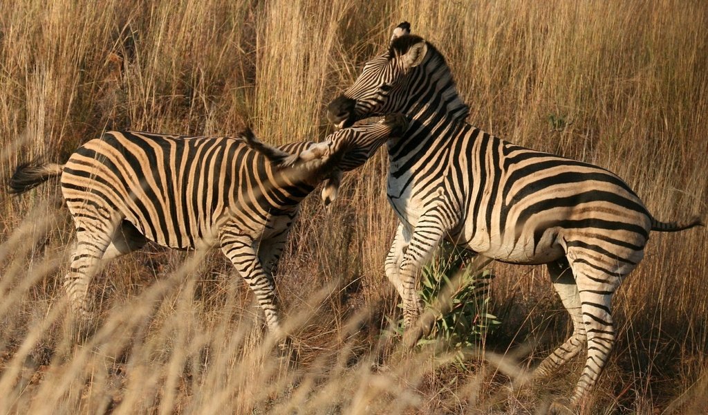 Обои зебра, пара, саванна, зебры, сухая трава, zebra, pair, savannah, dry grass разрешение 1920x1200 Загрузить
