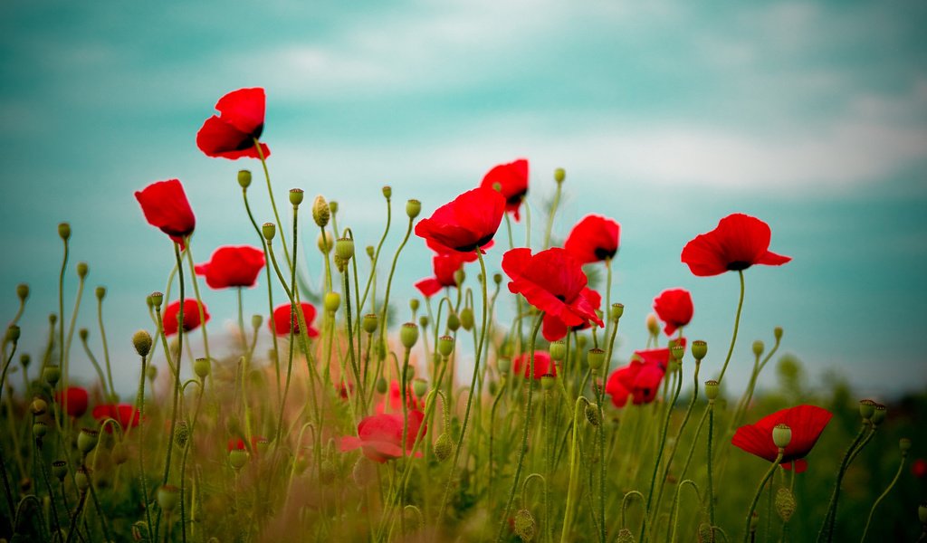 Обои небо, цветы, природа, поле, красные, маки, the sky, flowers, nature, field, red, maki разрешение 1920x1280 Загрузить