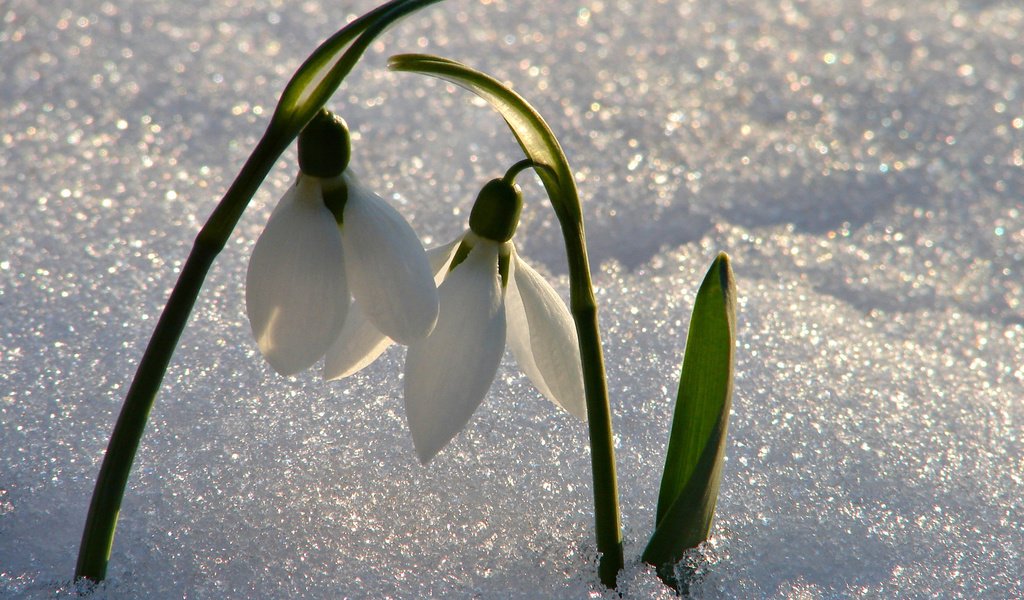 Обои цветы, снег, весна, подснежники, flowers, snow, spring, snowdrops разрешение 2560x1600 Загрузить