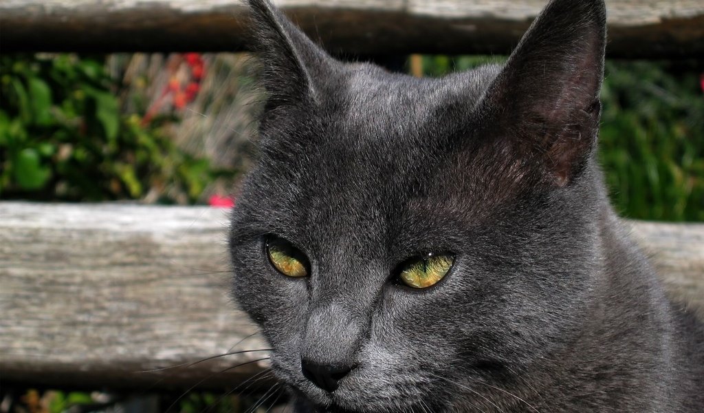 Обои глаза, морда, кот, кошка, взгляд, забор, голубая, русская, eyes, face, cat, look, the fence, blue, russian разрешение 1920x1200 Загрузить