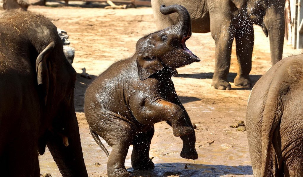 Обои вода, грязь, слон, брызги, слоны, хобот, слоненок, water, dirt, elephant, squirt, elephants, trunk разрешение 1920x1200 Загрузить