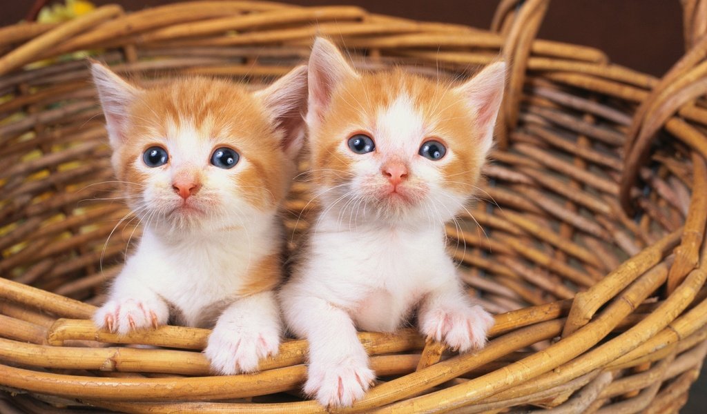 Обои кошки, котята, корзинка, рыжие котята, рыжие, мордашки, рыже-белые, корзинка., cats, kittens, basket, red kittens, red, faces, red-white, basket. разрешение 2560x1600 Загрузить