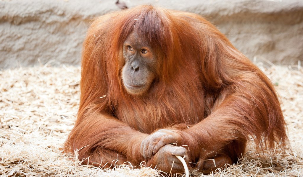 Обои природа, животные, рыжая, обезьяна, орангутан, nature, animals, red, monkey, orangutan разрешение 1920x1200 Загрузить