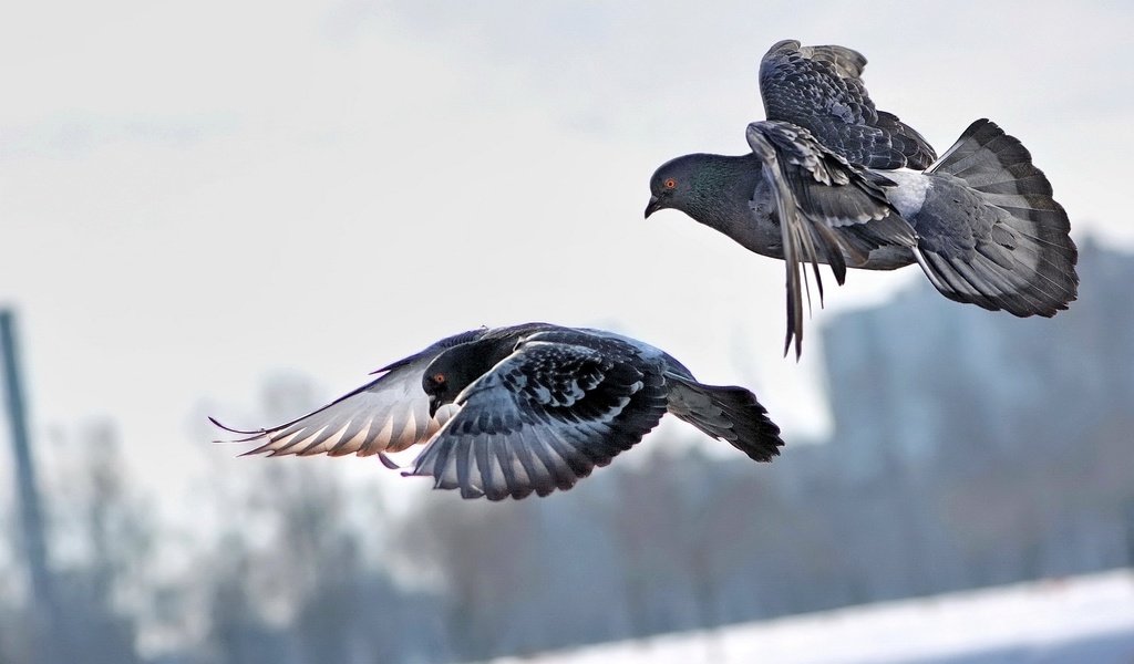 Обои небо, полет, город, крылья, птицы, пара, голуби, the sky, flight, the city, wings, birds, pair, pigeons разрешение 1920x1200 Загрузить