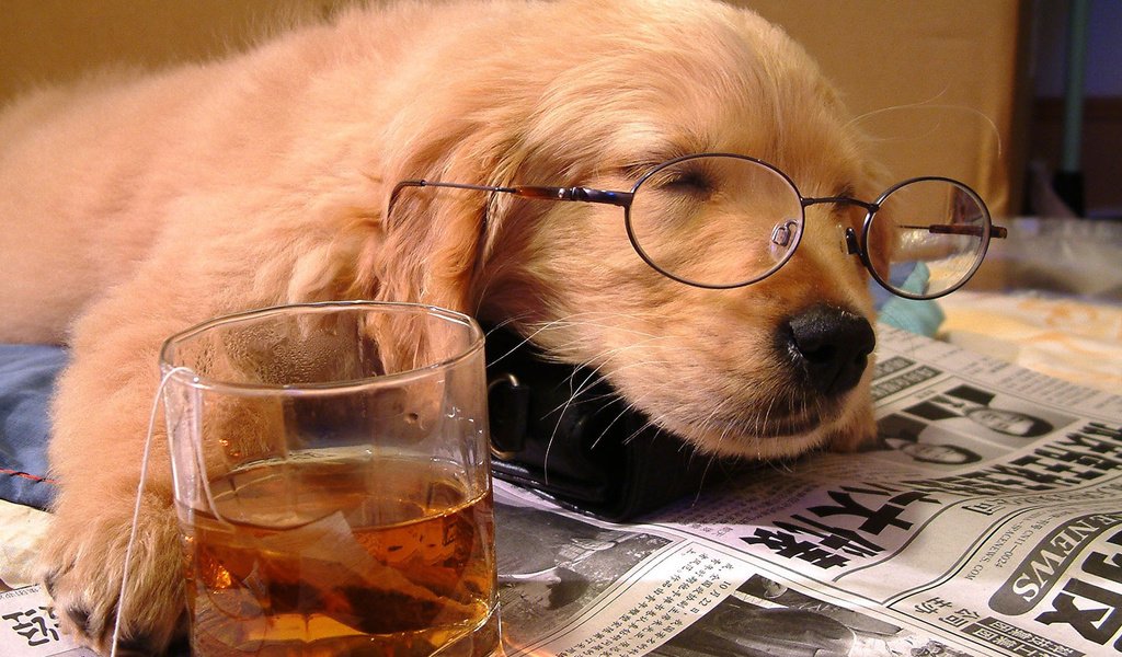 Обои очки, стакан, сон, собака, щенок, отдых, друг, чай, газета, glasses, glass, sleep, dog, puppy, stay, each, tea, newspaper разрешение 1920x1080 Загрузить
