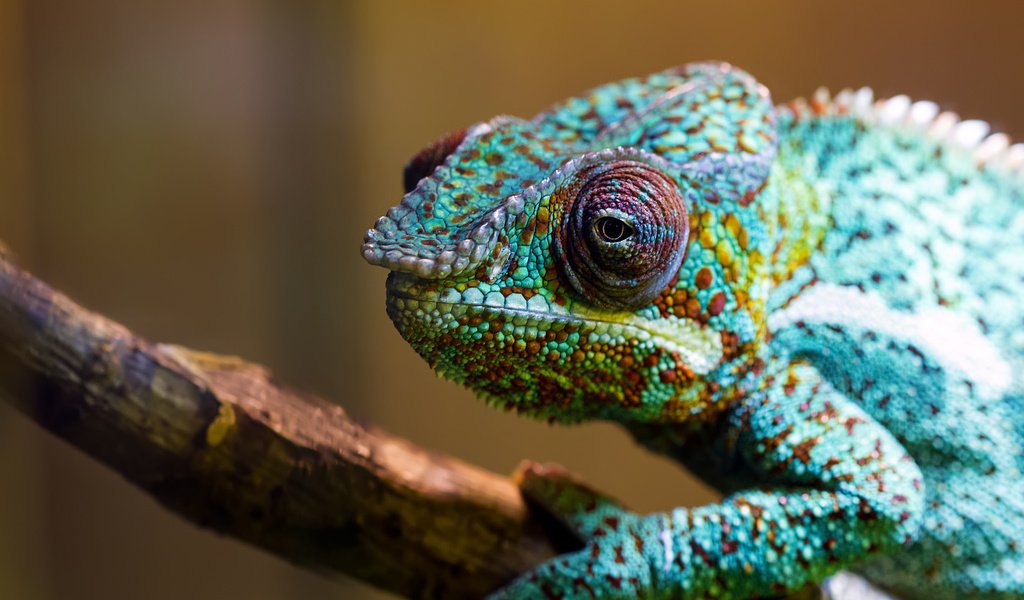 Обои макро, разноцветный, ящерица, хамелеон, рептилия, macro, colorful, lizard, chameleon, reptile разрешение 2048x1365 Загрузить