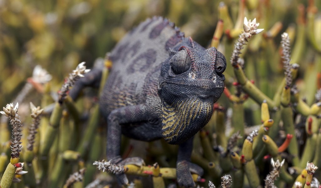 Обои природа, фон, ящерица, растение, хамелеон, рептилия, пресмыкающиеся, nature, background, lizard, plant, chameleon, reptile, reptiles разрешение 1920x1200 Загрузить