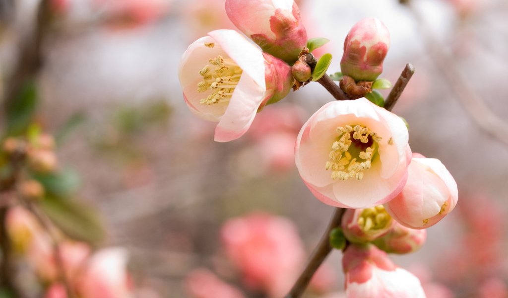 Обои ветка, vetka, цветение, весна, розовый, вишня, сакура, rozovyj, vesna, vishnya, cvetenie, branch, flowering, spring, pink, cherry, sakura разрешение 3648x2736 Загрузить