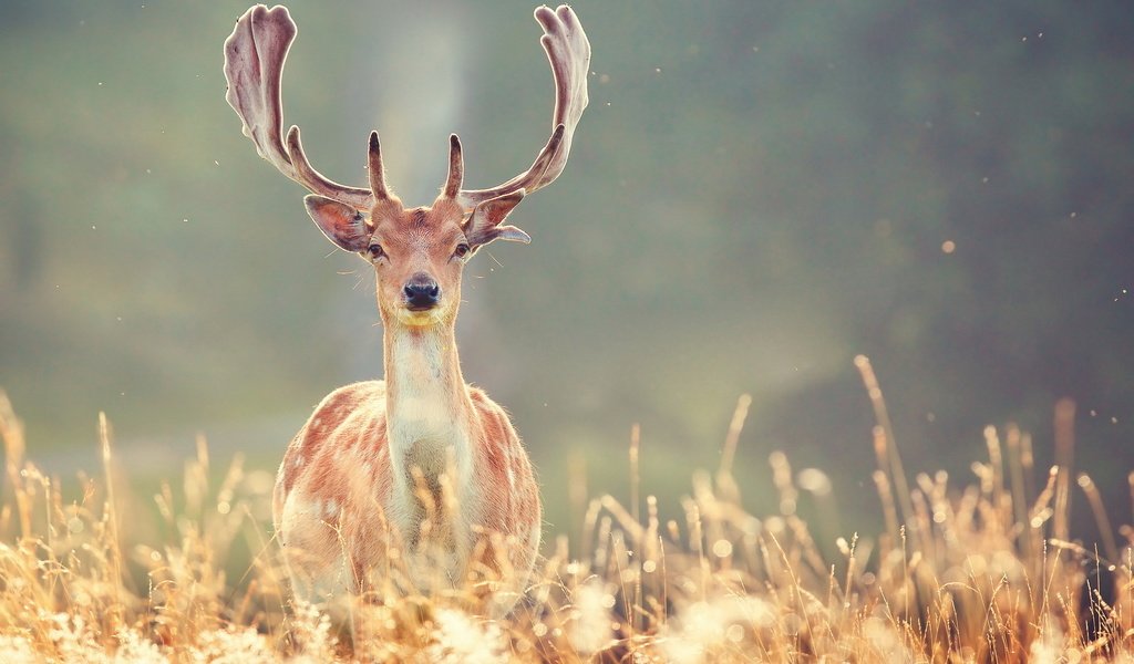 Обои трава, природа, олень, животные, рога, grass, nature, deer, animals, horns разрешение 1920x1200 Загрузить