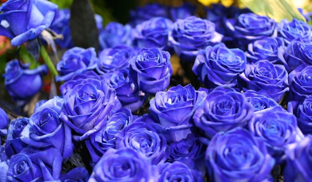 Обои цветы, синий, цветок, розы, букет, голубые розы, синие розы, flowers, blue, flower, roses, bouquet, blue roses разрешение 1920x1200 Загрузить