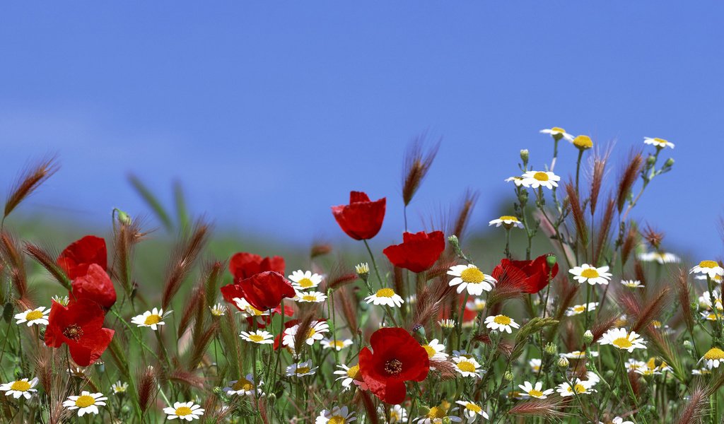 Обои небо, цветы, лето, маки, ромашки, the sky, flowers, summer, maki, chamomile разрешение 3840x1200 Загрузить