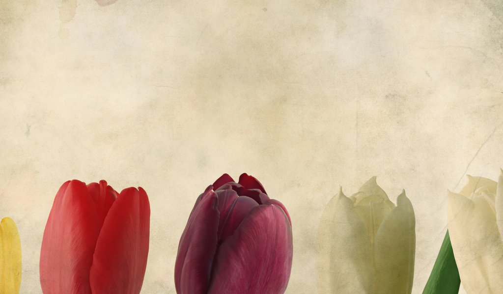 Обои фон, тюльпаны, background, tulips разрешение 3466x1342 Загрузить