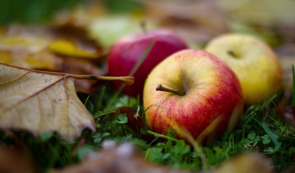 Обои листья, макро, фрукты, яблоки, осень, leaves, macro, fruit, apples, autumn разрешение 2560x1600 Загрузить