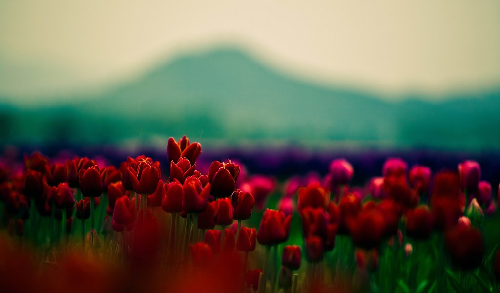 Обои цветы, природа, размытость, весна, тюльпаны, cvety, flowers, nature, blur, spring, tulips разрешение 1920x1200 Загрузить