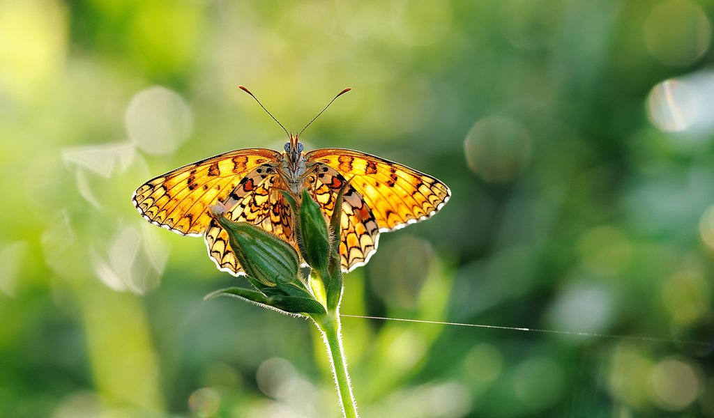 Обои макро, бабочка, крылья, насекомые, растение, стебель, macro, butterfly, wings, insects, plant, stem разрешение 1996x1365 Загрузить