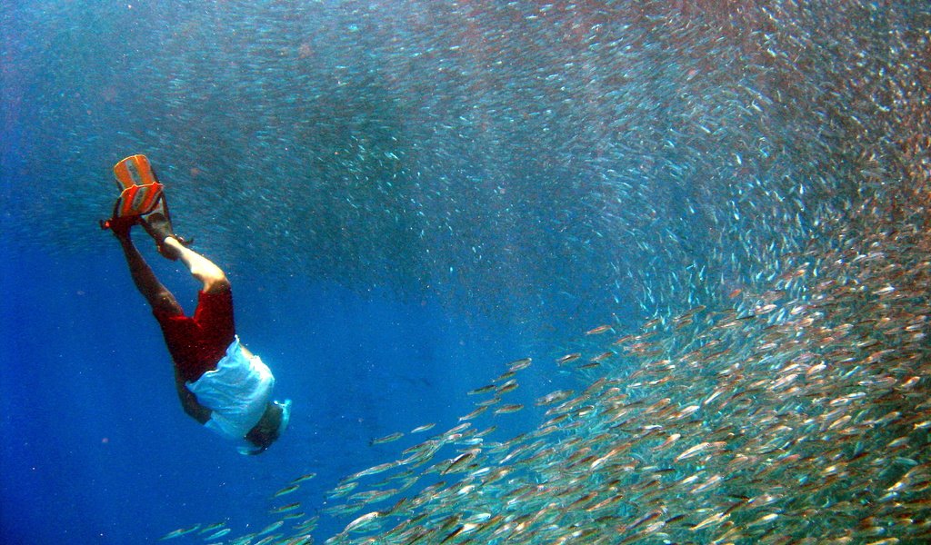 Обои рыбы, тропики, мальдивы, дайвинг, fish, tropics, the maldives, diving разрешение 3264x2448 Загрузить