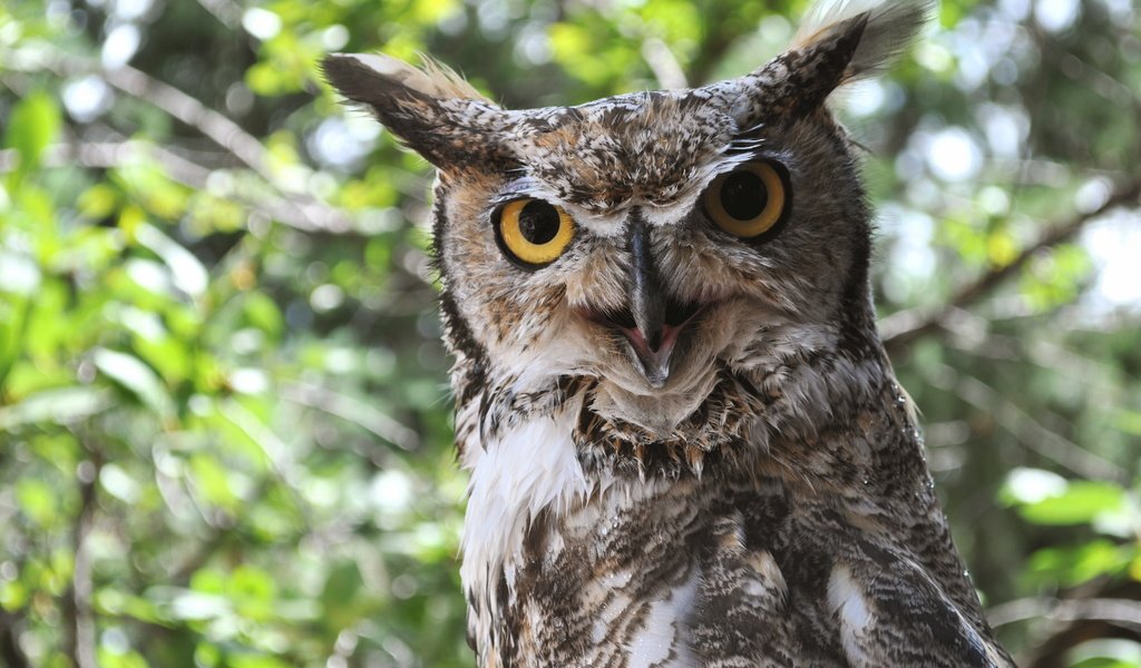 Обои сова, природа, птица, клюв, уши, рогатая сова, owl, nature, bird, beak, ears разрешение 4288x2848 Загрузить