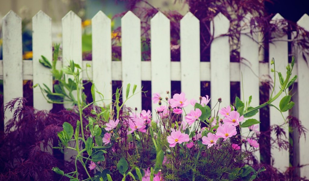 Обои цветы, природа, забор, белый, сад, розовые, деревянный, космеи, flowers, nature, the fence, white, garden, pink, wooden, cosmos разрешение 1920x1200 Загрузить