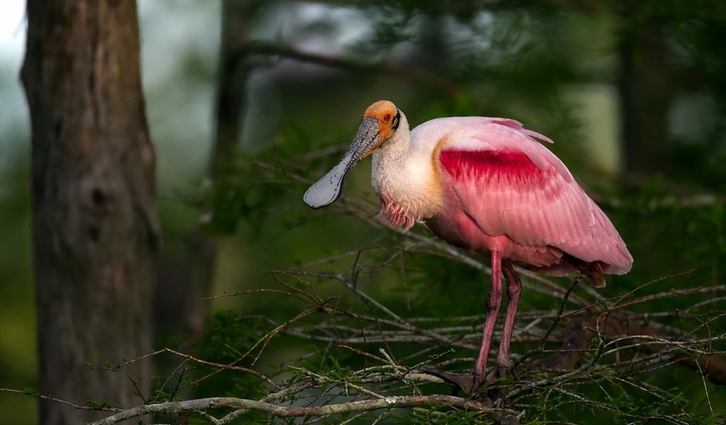 Обои природа, птица, розовая, колпица, roseate spoonbill, nature, bird, pink, spoonbill разрешение 1920x1200 Загрузить