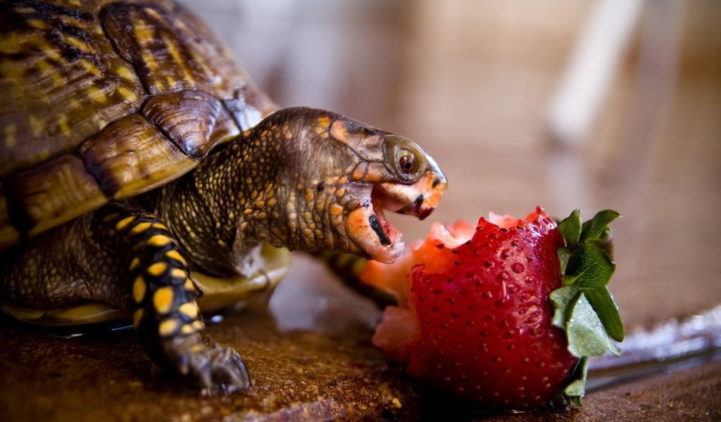 Обои животные, клубника, черепаха, панцирь, обед, рептилия, animals, strawberry, turtle, shell, lunch, reptile разрешение 1920x1200 Загрузить