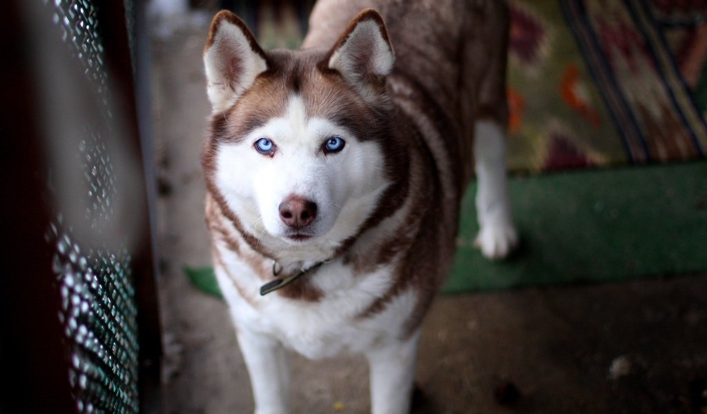 Обои глаза, взгляд, собака, хаски, уши, eyes, look, dog, husky, ears разрешение 2560x1600 Загрузить