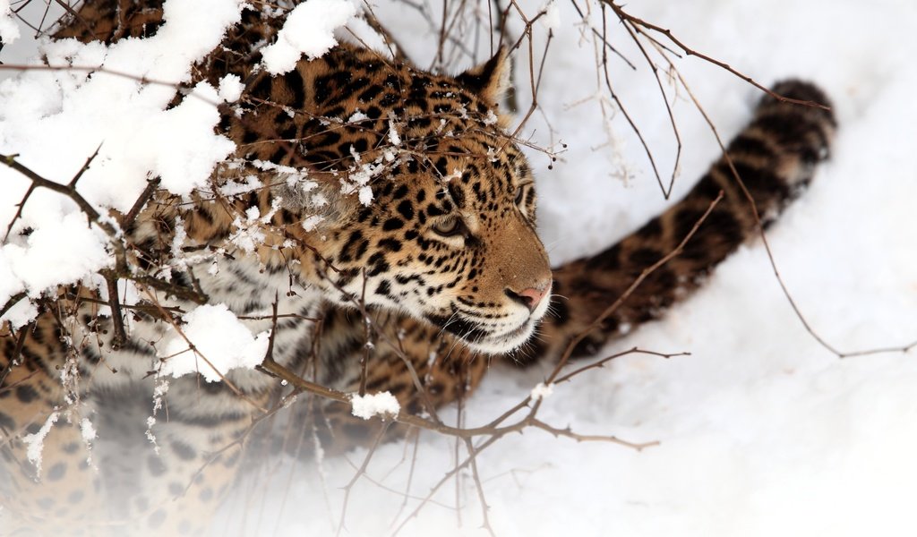 Обои снег, зима, хищник, ягуар, дикая кошка, snow, winter, predator, jaguar, wild cat разрешение 3900x2573 Загрузить