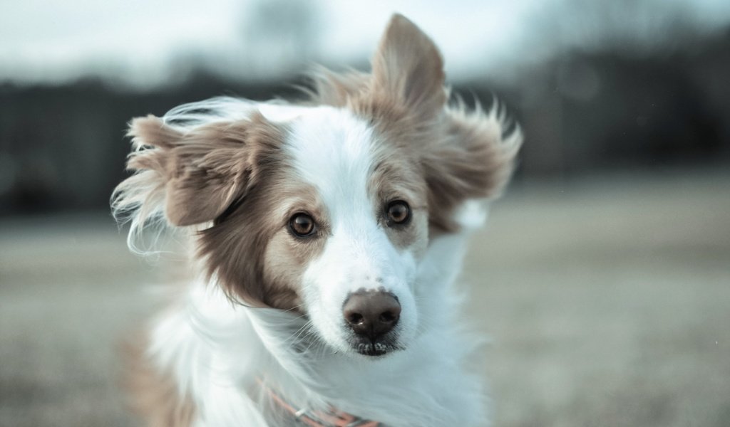 Обои взгляд, собака, друг, бордер-колли, бордер -колли, look, dog, each, the border collie разрешение 1920x1200 Загрузить