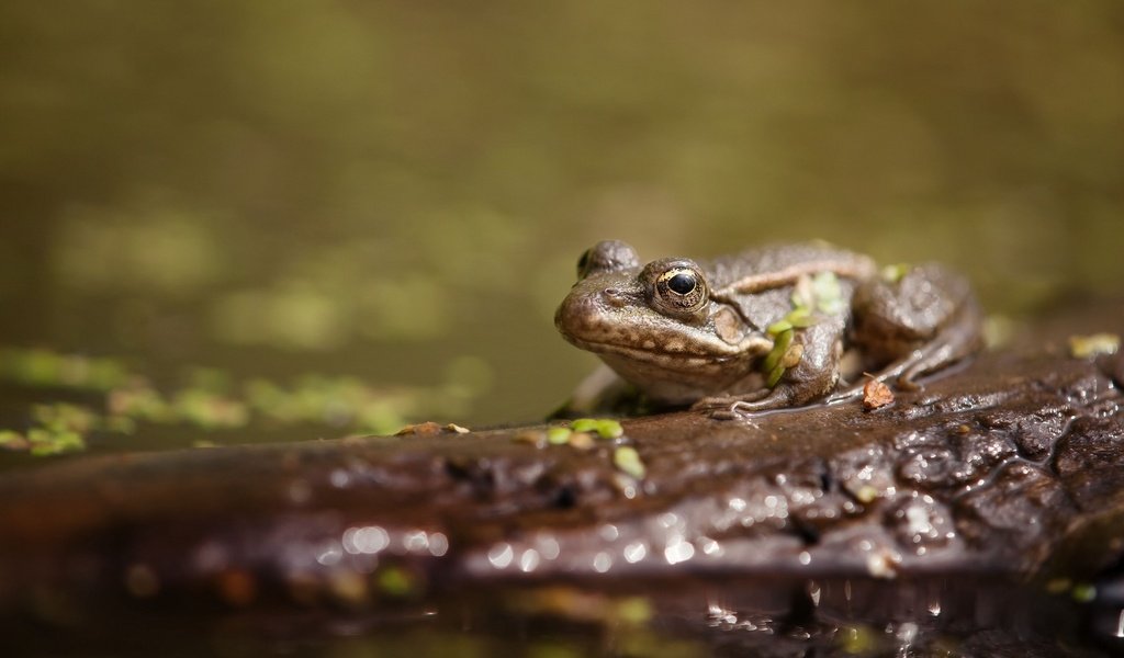 Обои вода, животные, лягушка, пруд, жаба, water, animals, frog, pond, toad разрешение 2048x1339 Загрузить