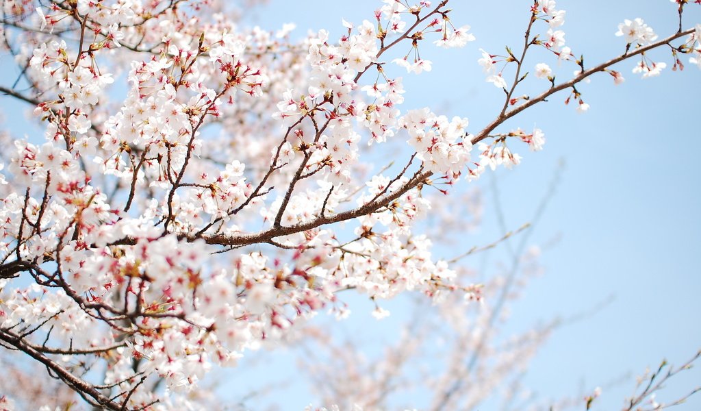 Обои небо, цветы, дерево, цветение, ветки, весна, слива, the sky, flowers, tree, flowering, branches, spring, drain разрешение 2560x1600 Загрузить