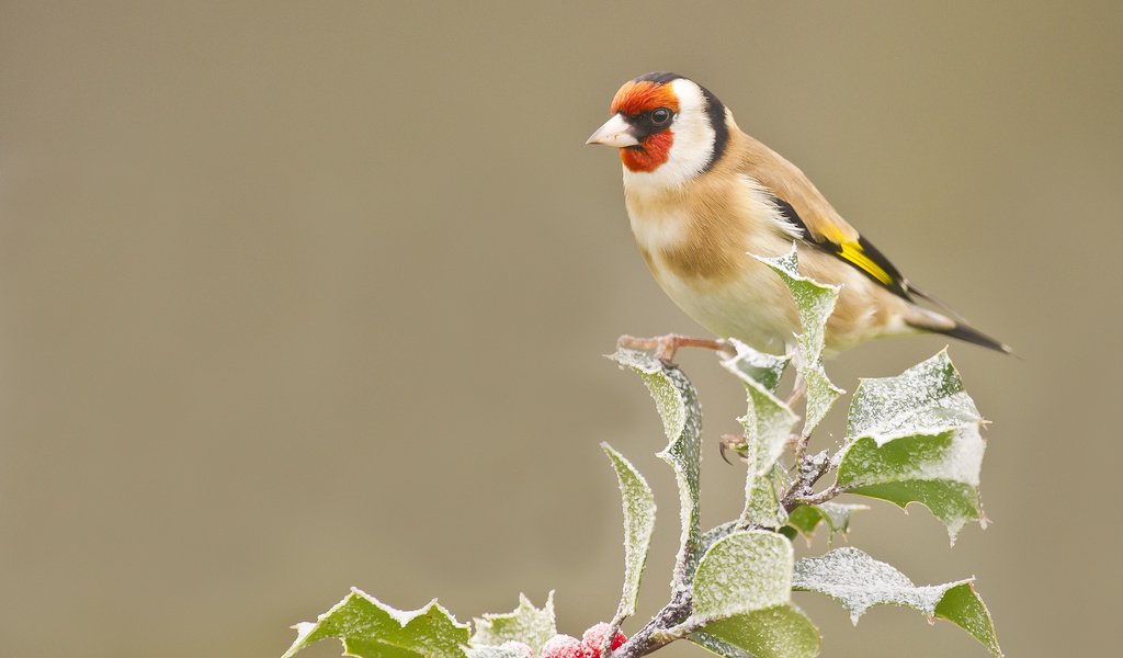 Обои ветка, листья, иней, птица, ягоды, оперение, щегол, branch, leaves, frost, bird, berries, tail, goldfinch разрешение 2048x1536 Загрузить