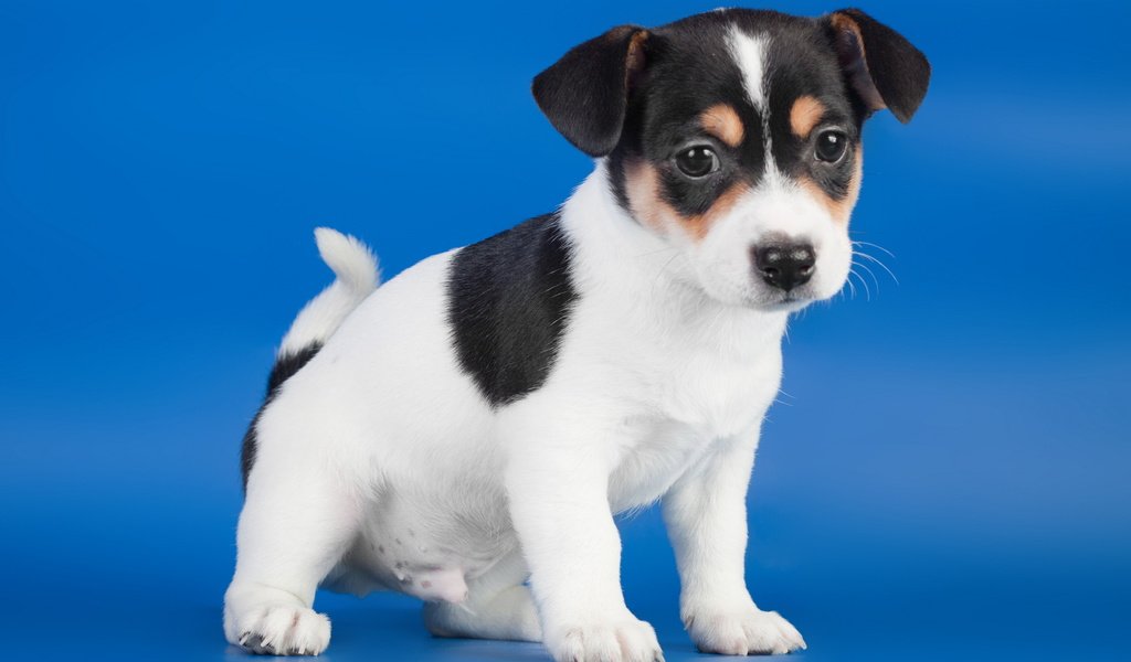 Обои собака, щенок, синий фон, джек-рассел-терьера, dog, puppy, blue background, jack russell terrier разрешение 2560x1600 Загрузить