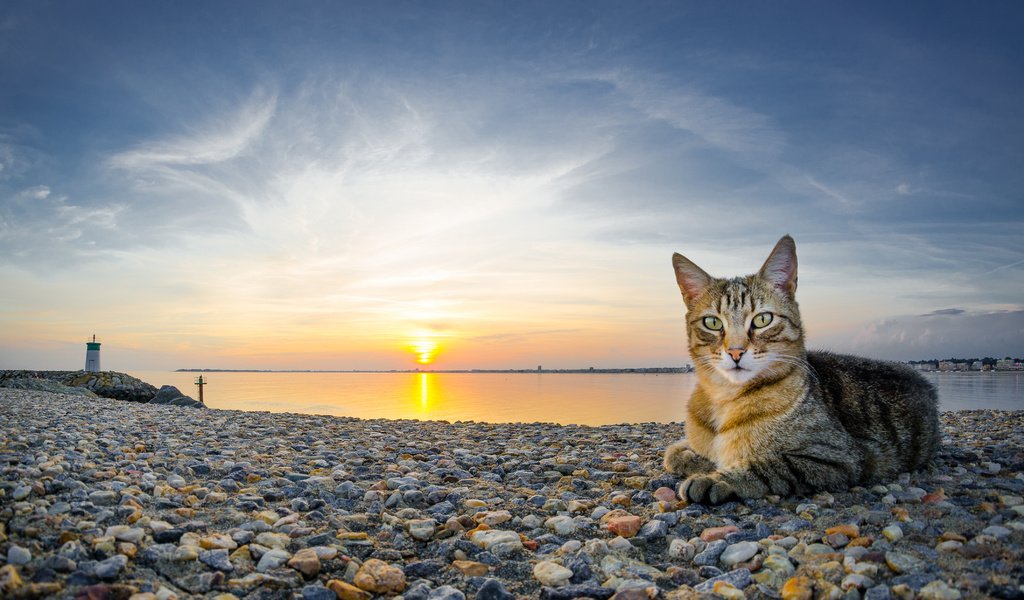 Обои камни, закат, пляж, кот, кошка, stones, sunset, beach, cat разрешение 4420x2486 Загрузить