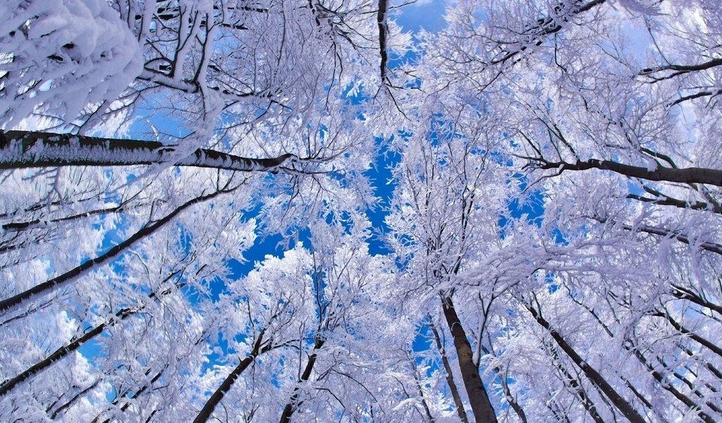 Обои небо, деревья, лес, зима, высь, the sky, trees, forest, winter, heights разрешение 1920x1080 Загрузить