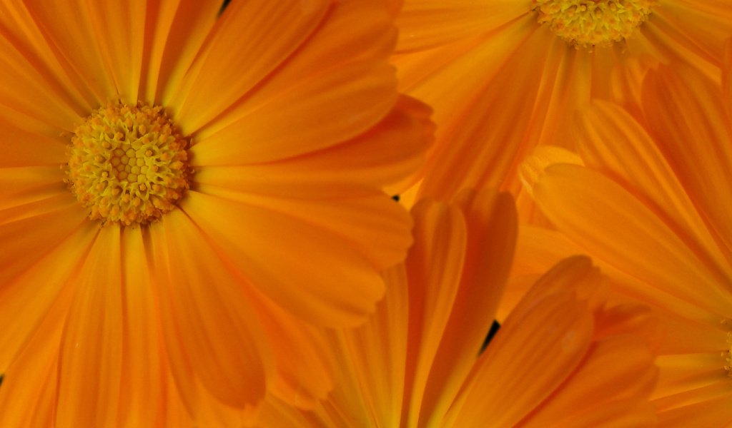 Обои макро, для рабочего стола, ноготки, macro, for your desktop, marigolds разрешение 2560x1600 Загрузить