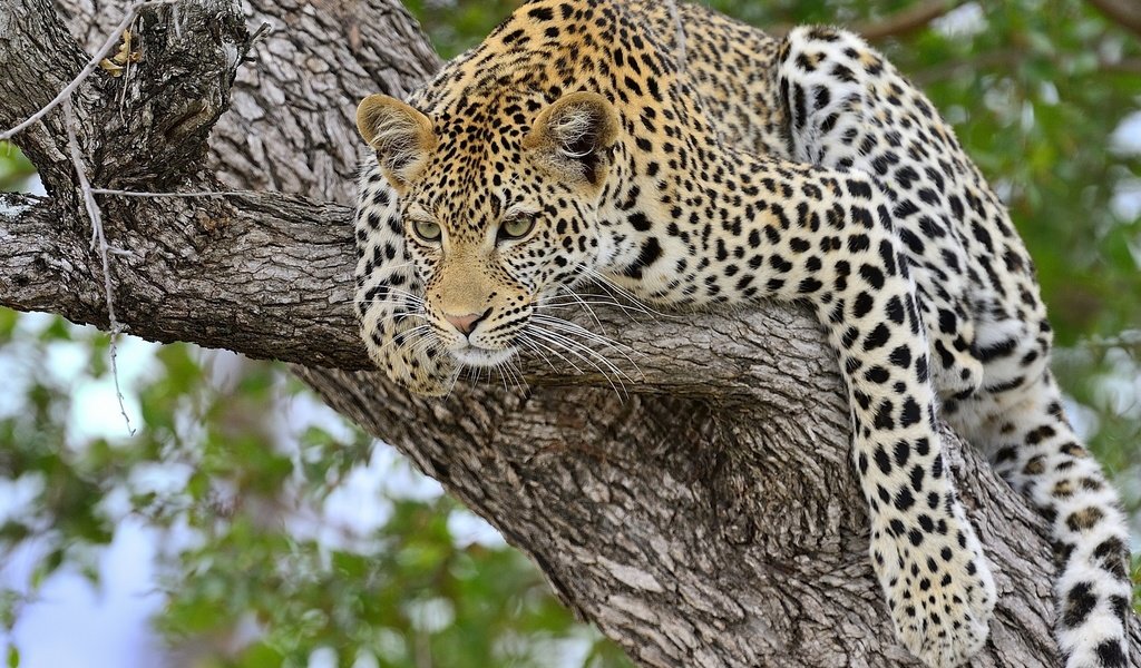 Обои дерево, леопард, хищник, большая кошка, tree, leopard, predator, big cat разрешение 2560x1734 Загрузить