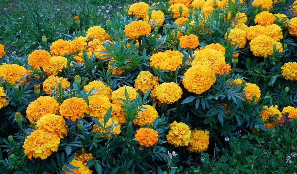 Обои бархатцы, цветы., желтые цветы, marigolds, flowers., yellow flowers разрешение 2048x1536 Загрузить