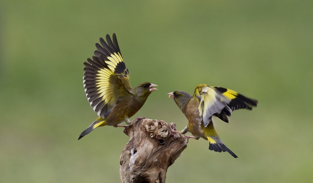 Обои природа, птицы, щегол, щеглы, ссора, nature, birds, goldfinch, goldfinches, fight разрешение 2048x1342 Загрузить