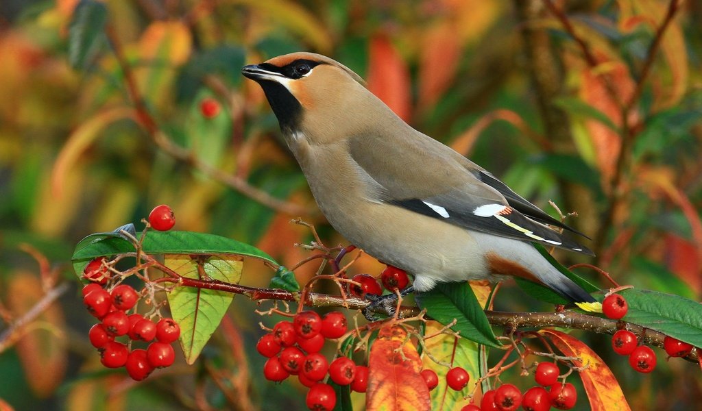 Обои ветка, птицы, ягоды, свиристель, branch, birds, berries, the waxwing разрешение 2048x1366 Загрузить