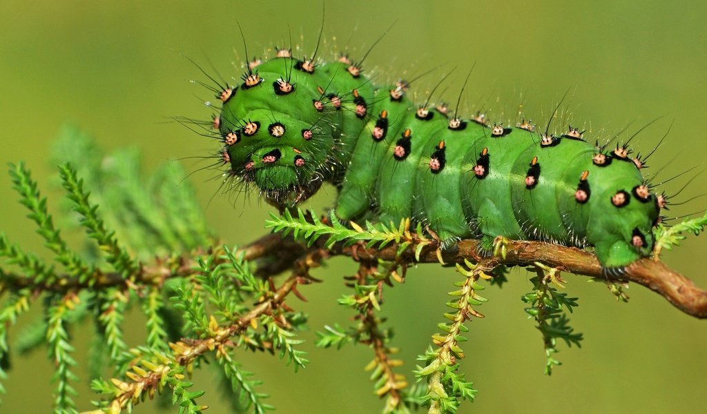 Обои макро, насекомые, растение, гусеница, macro, insects, plant, caterpillar разрешение 2048x1365 Загрузить