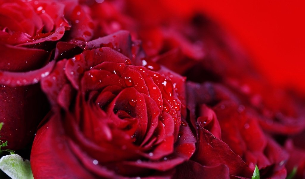 Обои капли, розы, красные, букет, много, drops, roses, red, bouquet, a lot разрешение 1920x1080 Загрузить